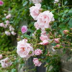 New Dawn (standard rose)