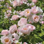 Edible rose - Pear
