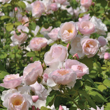 Edible rose - Pear