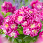 Perennial Blue