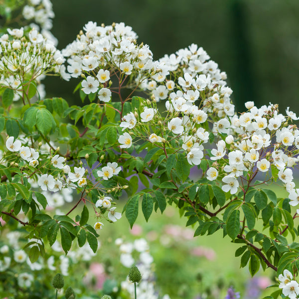 Rambler roses