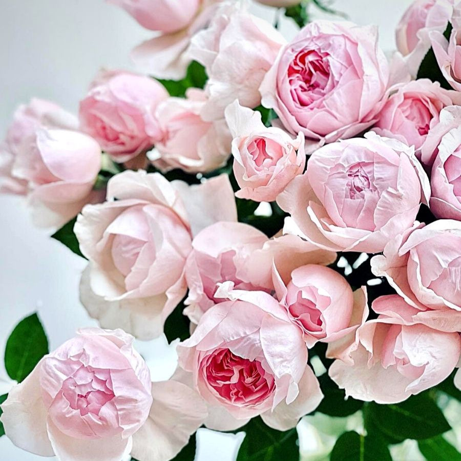 Peony Pink (12 pieces)