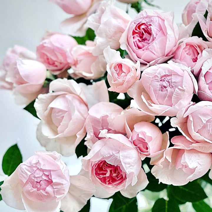 Peony Pink (12 pieces)