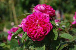 Rose de Rescht