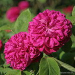 Rose de Rescht