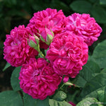 Rose de Rescht