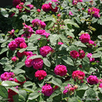 Rose de Rescht