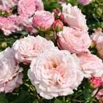 Rosenfaszination