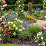 Rose Support Royal