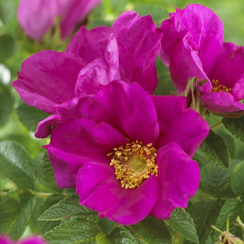 Rugosa Rubra