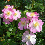 Japanese Rose BI – Sakuragi (Cherry Blossom Tree)