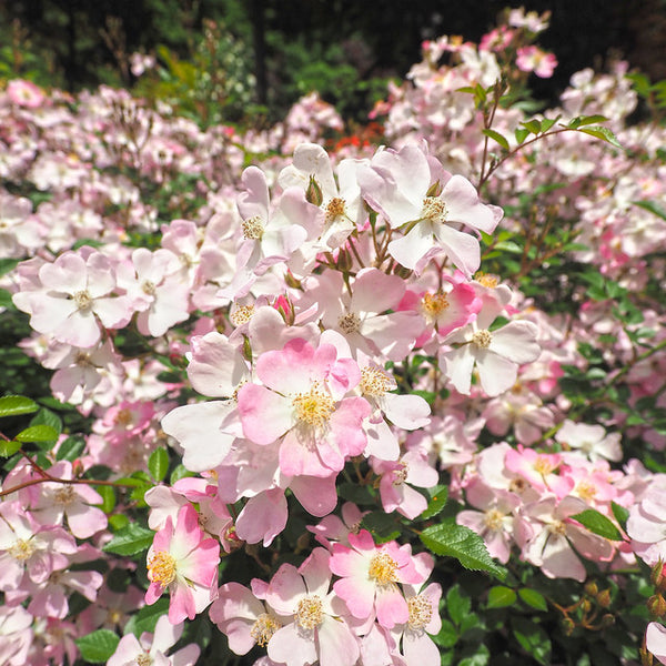 Japanese Rose BI – Sakuragi (Cherry Blossom Tree)