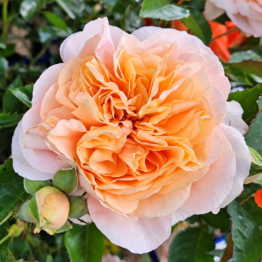 Sangerhäuser Jubiläumsrose