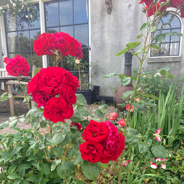 Santana (XL Climbing Roses)