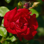 https://belle-epoque.nl/products/santana