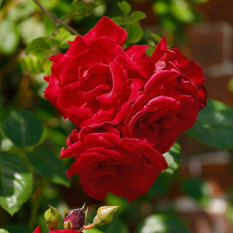 een klassieke, dieprode klimroos met middelgrote trossen en glanzend donkergroen blad.