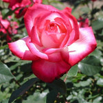 Japanese Rose BI – Seika (Olympic Torch)