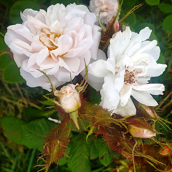 Shailer’s White Moss
