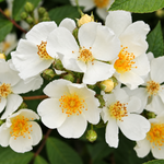 Natura Siluetta