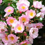 Japanese rose Song of Hiroshima