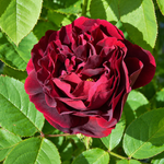 Historische rozen
