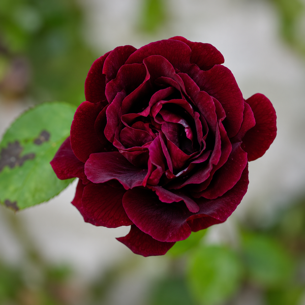 Souvenir of Dr. Jamain