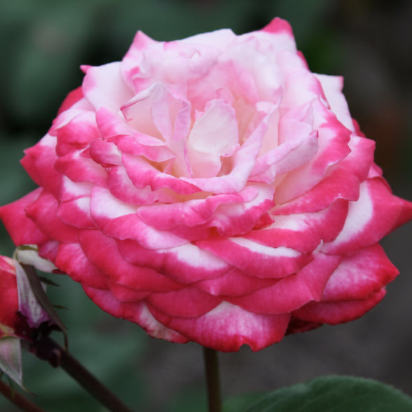 Japanese Rose BI – Seika (Olympic Torch)