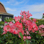 Pink Blanket