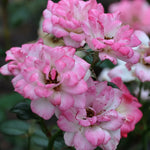 Japanese Rose BI – Hime (Princess)