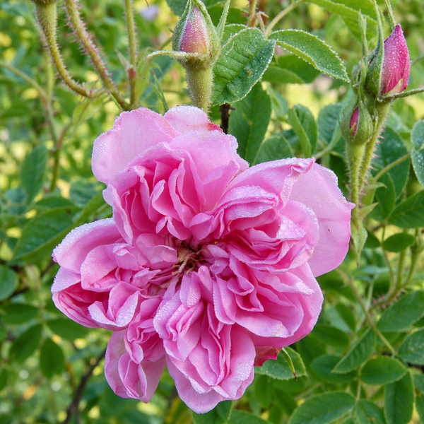 Omar Khayyam