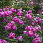 Royal Jubilee (Auspaddle)