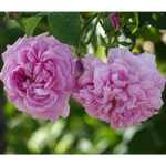 Ispahan