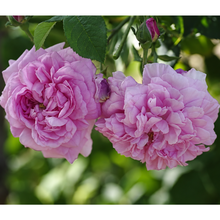 Ispahan
