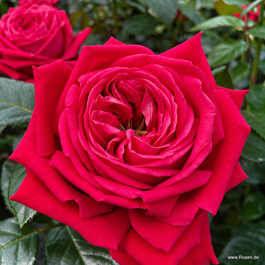 Ruby Kiss