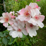 Sweet Pretty