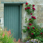 Tess of the d'Urbervilles (XL climbing rose)