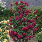 Tess of the d'Urbervilles (XL climbing rose)