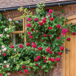 Tess of the d'Urbervilles (XL climbing rose)