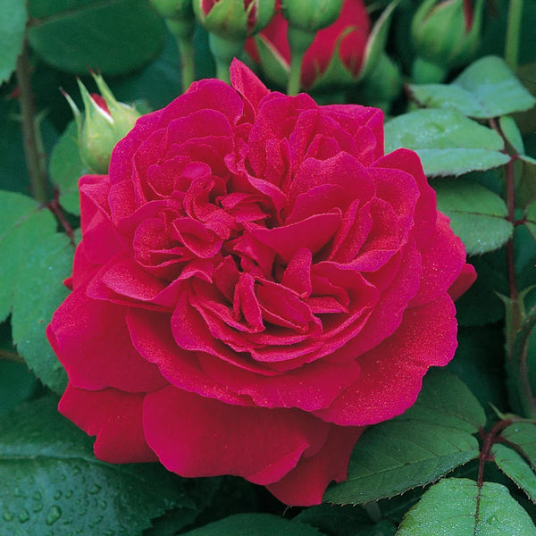 Tess of the d'Urbervilles (XL climbing rose)