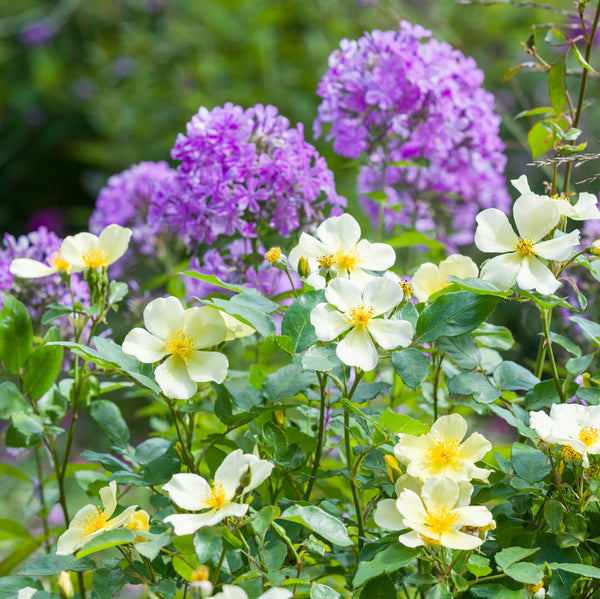 Shrub roses
