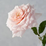 Japanese rose Tsumugi (Wabara)