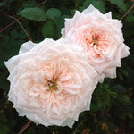 Japanese rose Tsumugi (Wabara)
