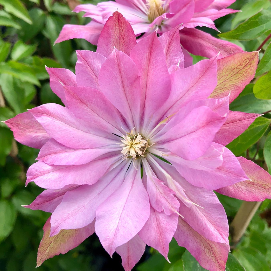 Clematis 'Violet Elizabeth'