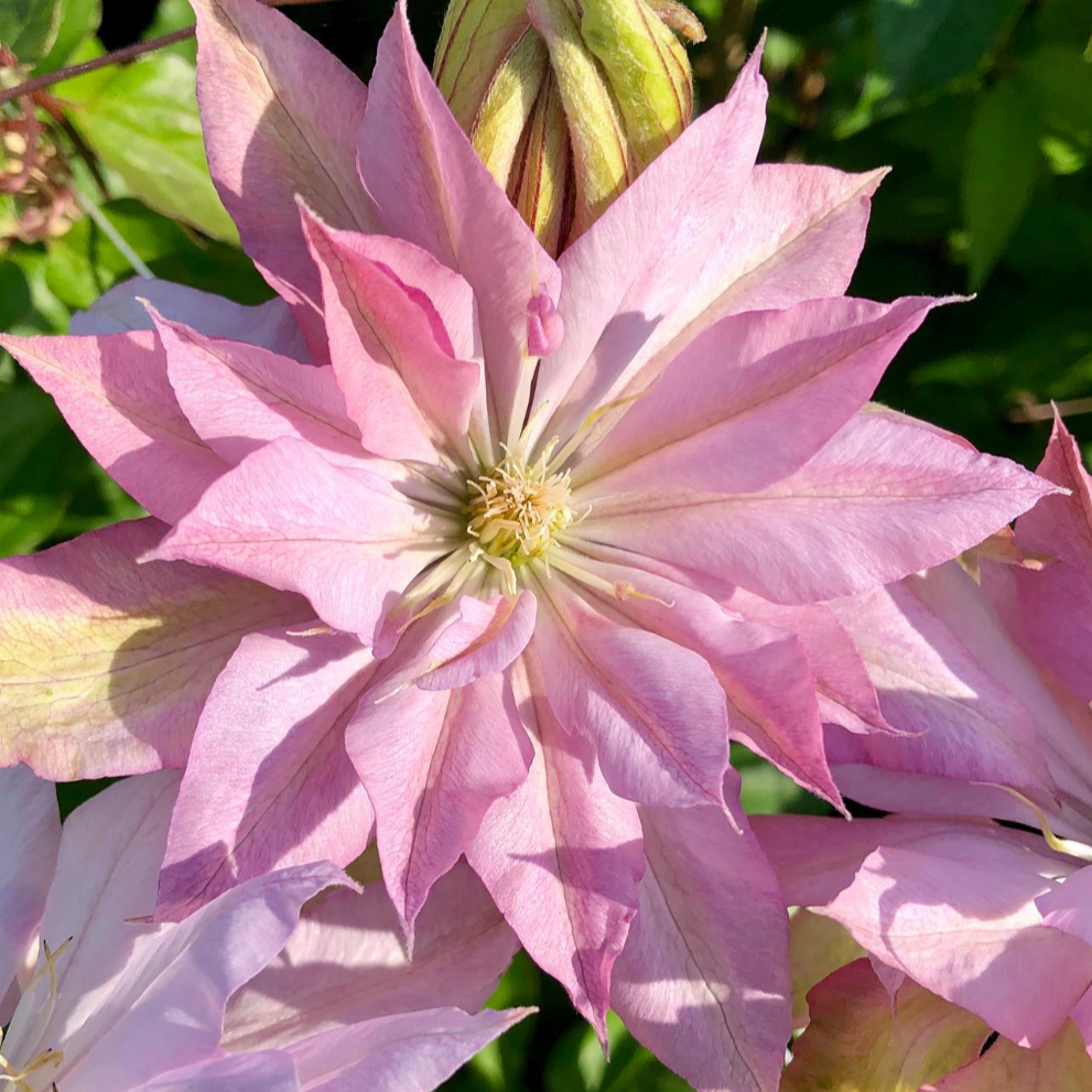 Clematis 'Violet Elizabeth'