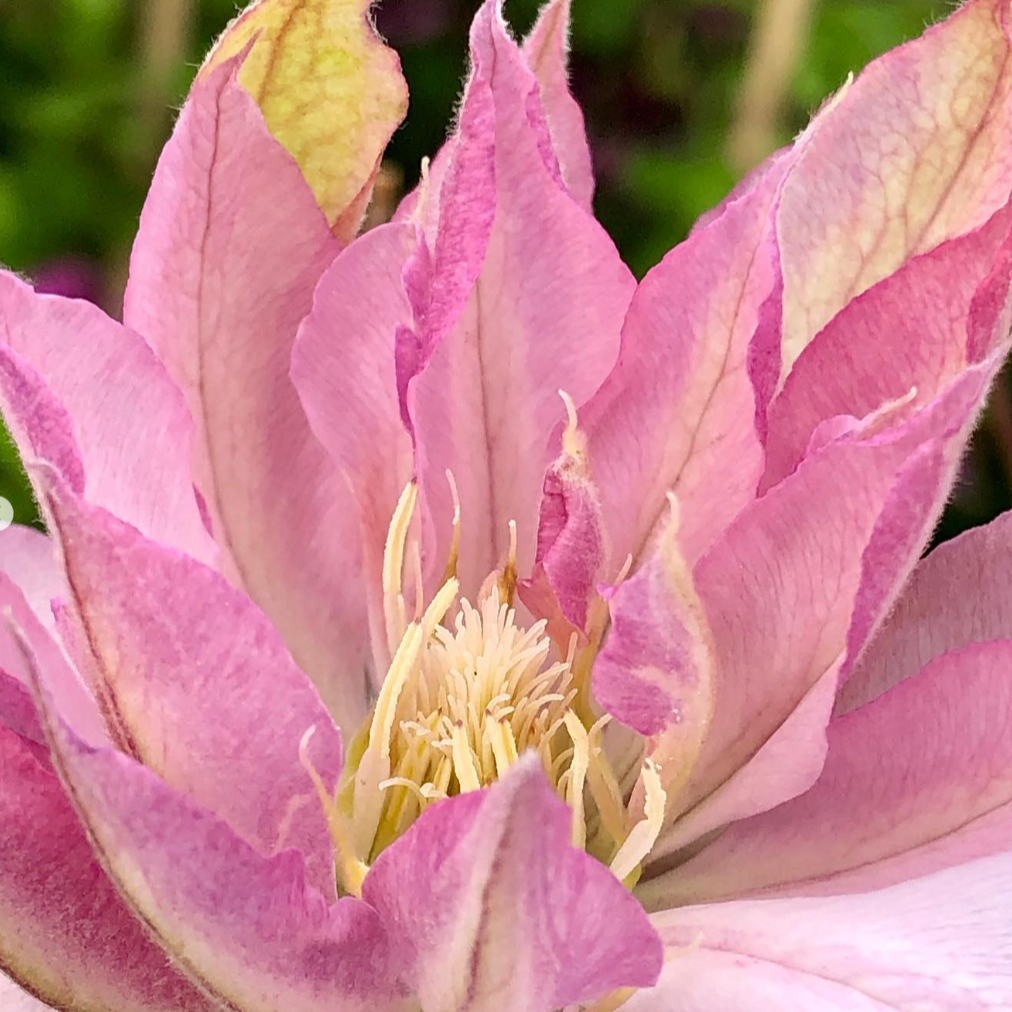 Clematis 'Violet Elizabeth'