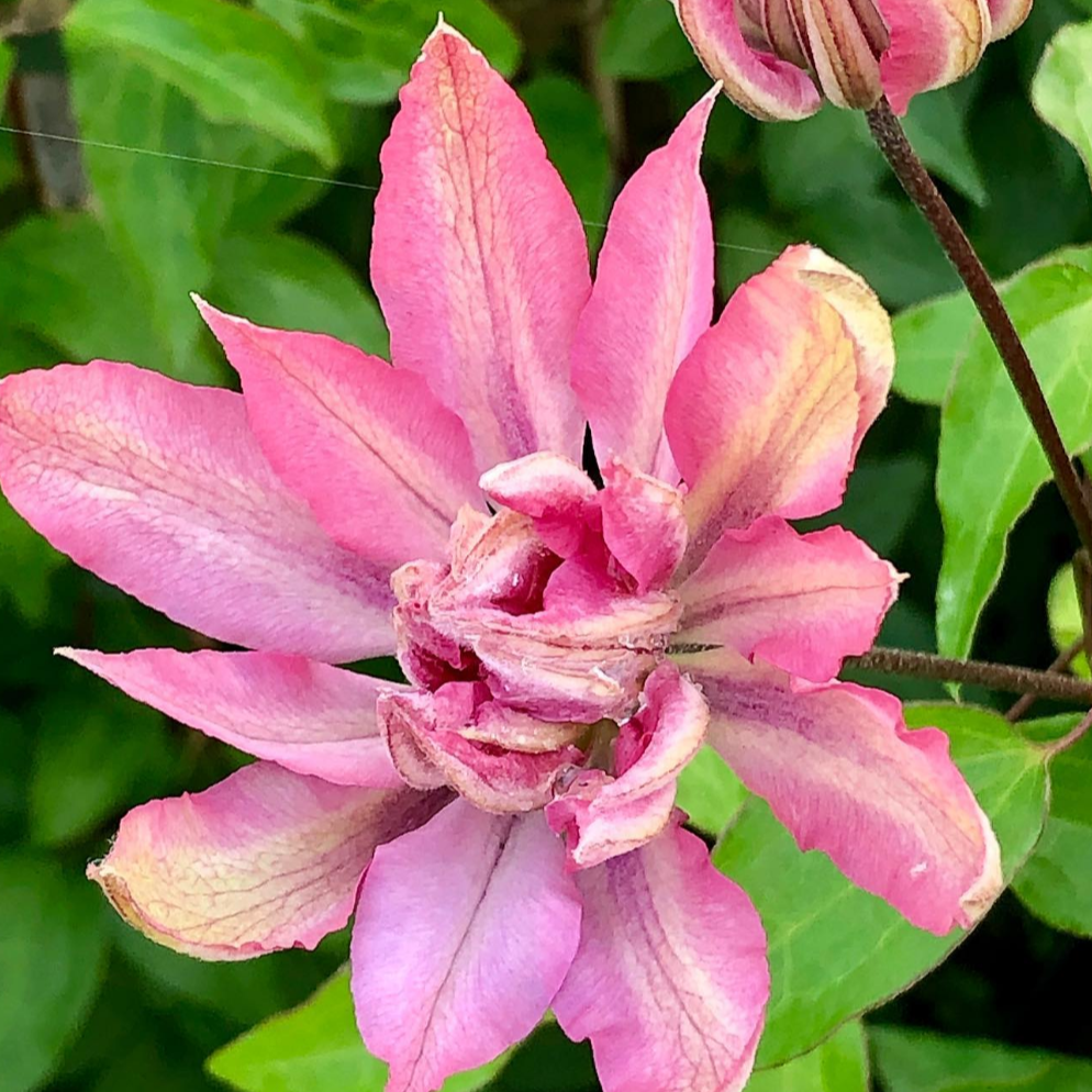 Clematis 'Violet Elizabeth'