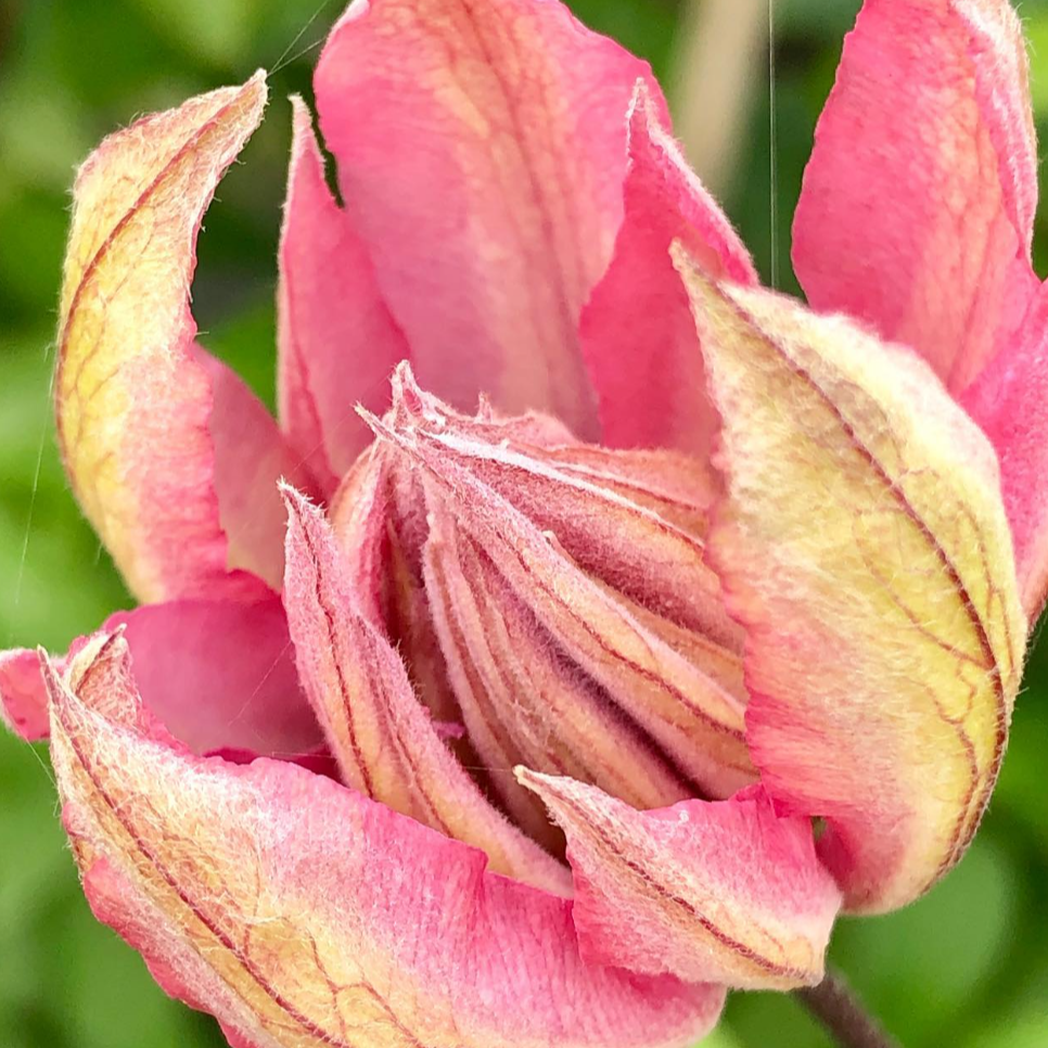 Clematis 'Violet Elizabeth'