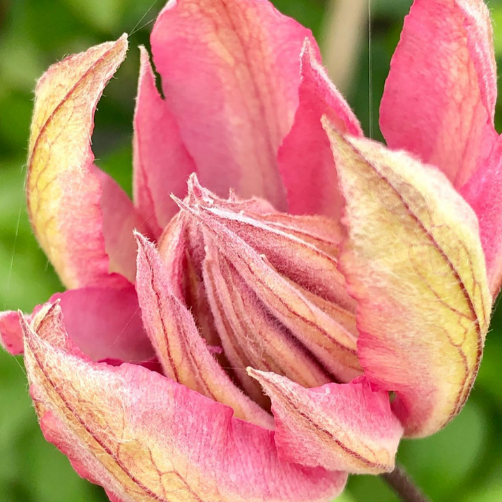 Clematis 'Violet Elizabeth'