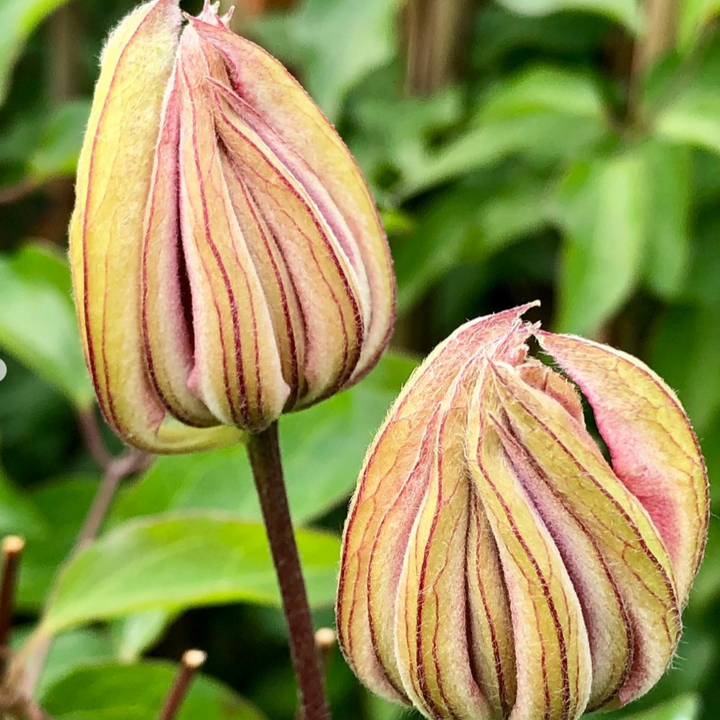 Clematis 'Violet Elizabeth'