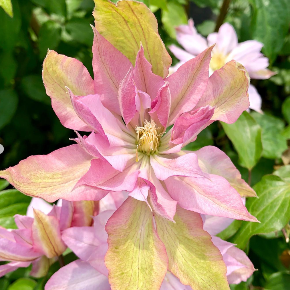 Clematis 'Violet Elizabeth'